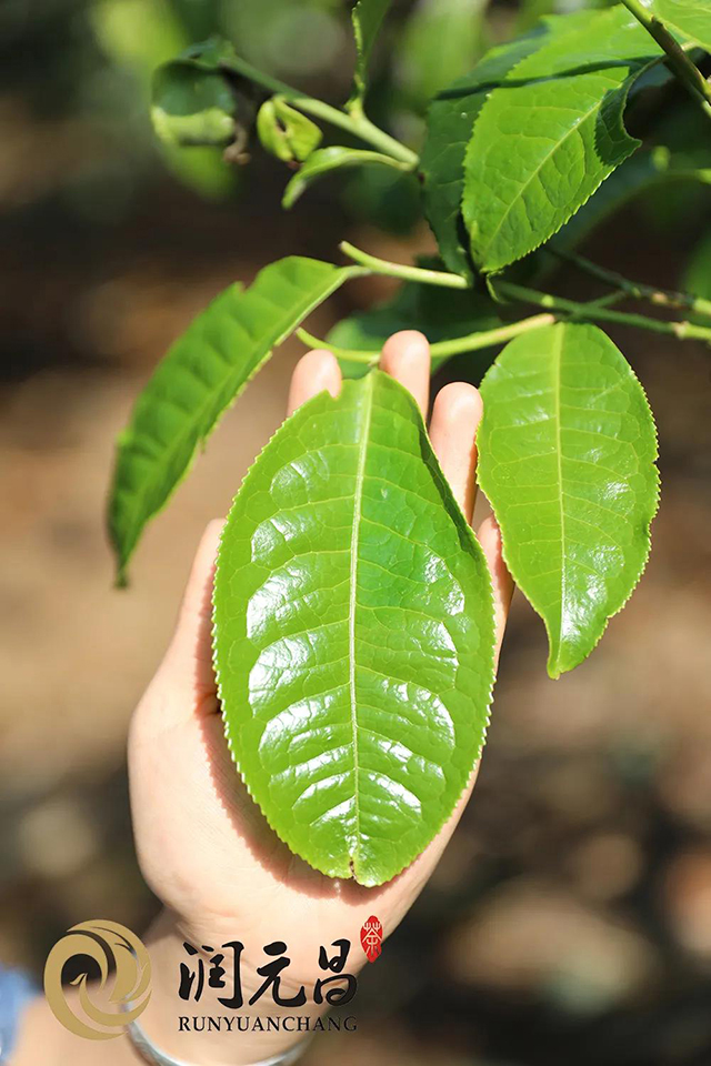 润元昌普洱茶茶饼