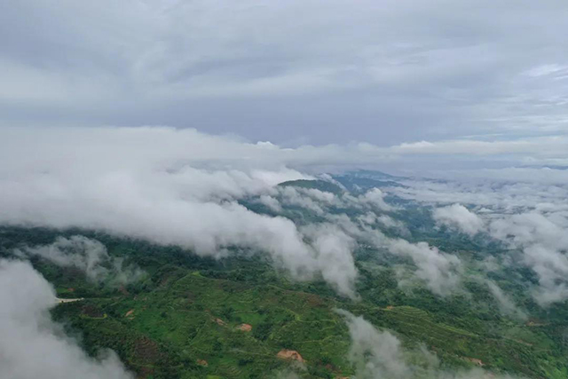 六大茶山普洱茶