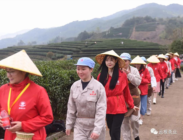 云根茶业云根白茶