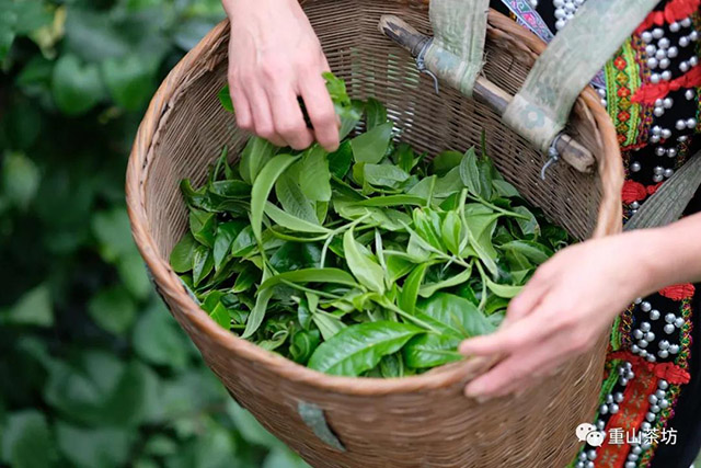 重山茶坊制茶日记