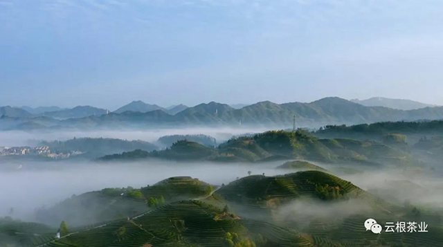 云根茶业基地