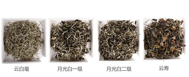 中茶茗山白冰岛牡丹白茶