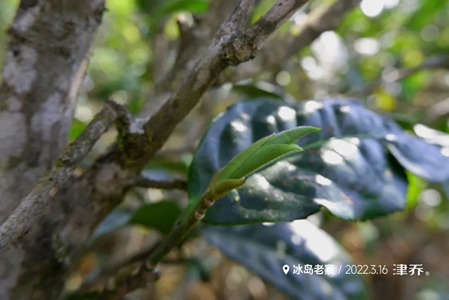 冰岛老寨芽头刚刚努出蓄势待发