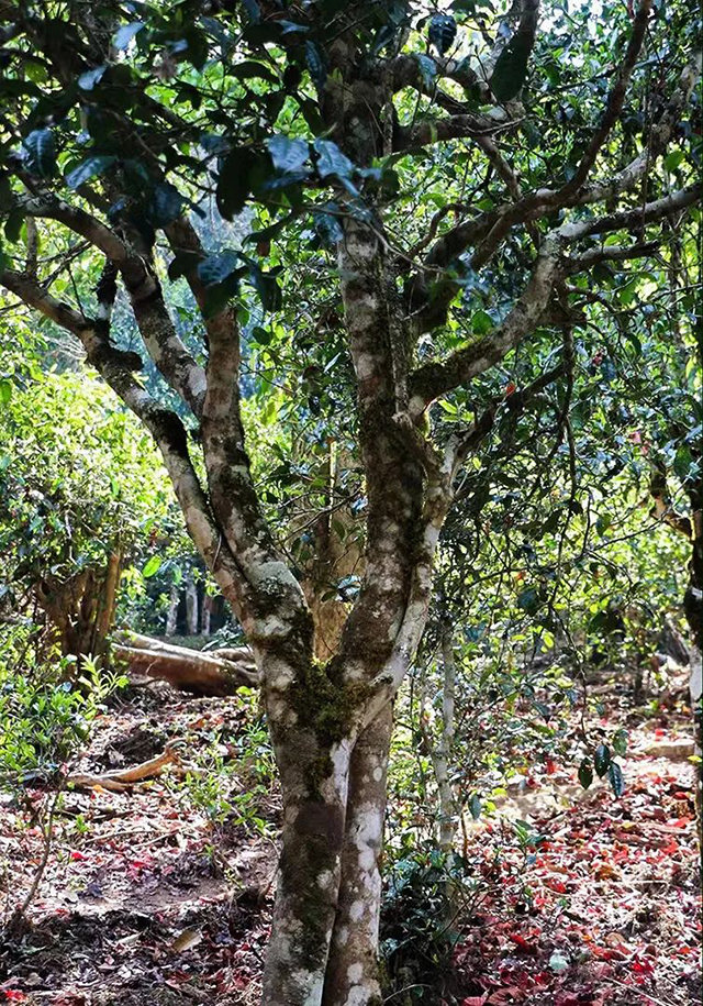 宝和祥高山行止普洱茶