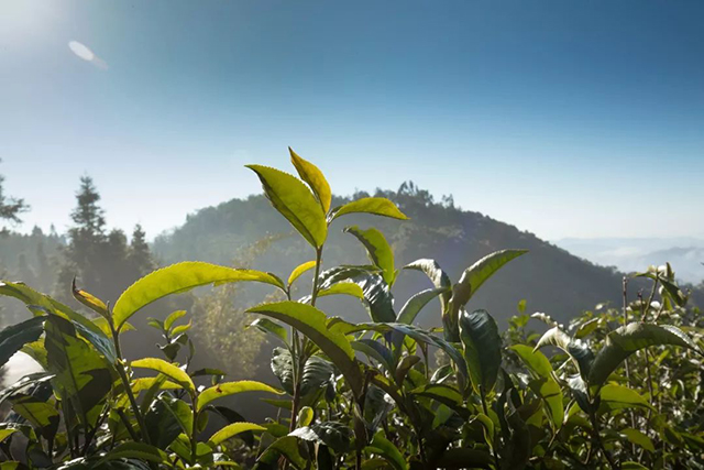 2022龙润茶简一巧克力饼茶品