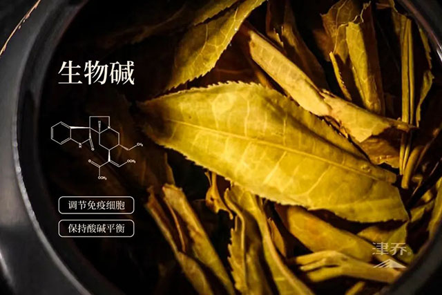 津乔普洱茶