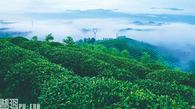 普洱杂志