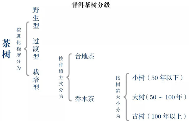 普洱杂志