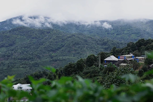 茶山分级思维导图