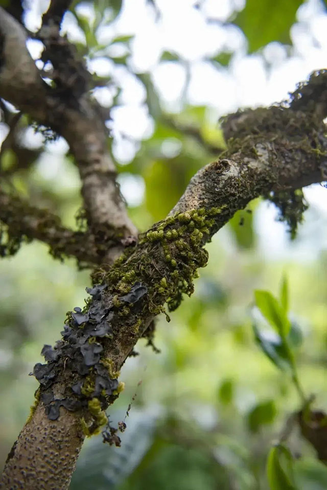 茶山分级思维导图