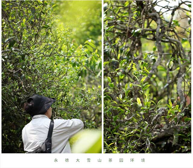 荣瑞祥茶业