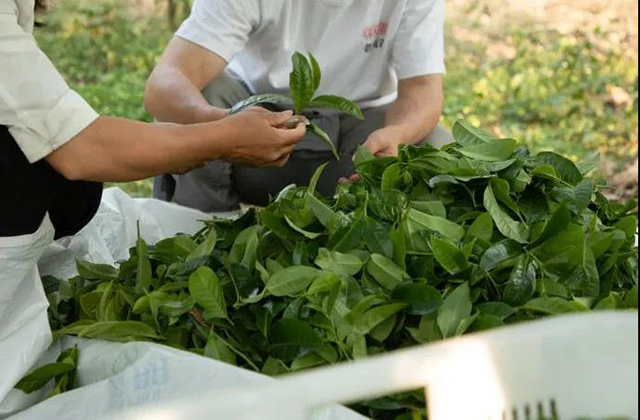 老同志入山里名山茶