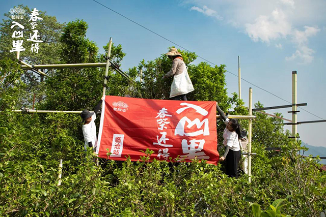 老同志入山里名山茶