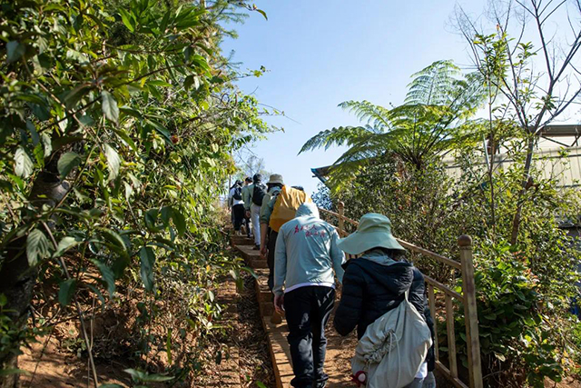 老同志入山里名山茶