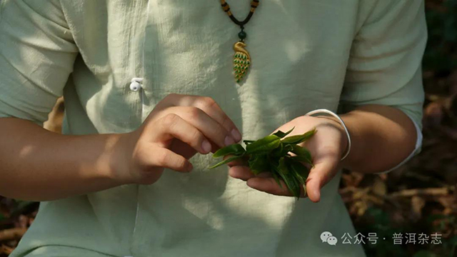 熟茶品鉴进阶记