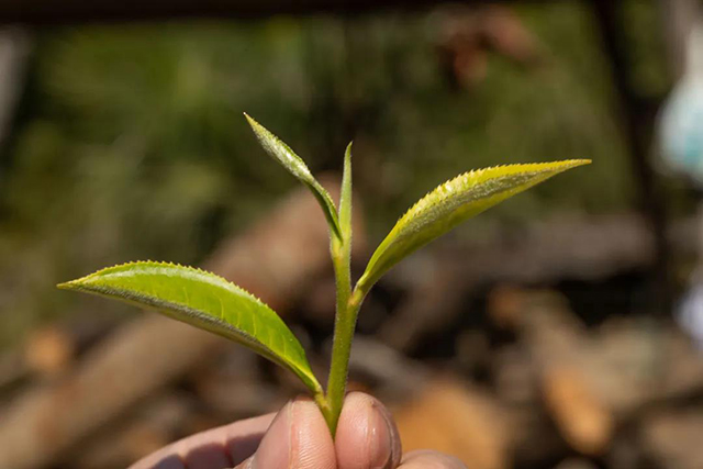 普洱茶耐泡