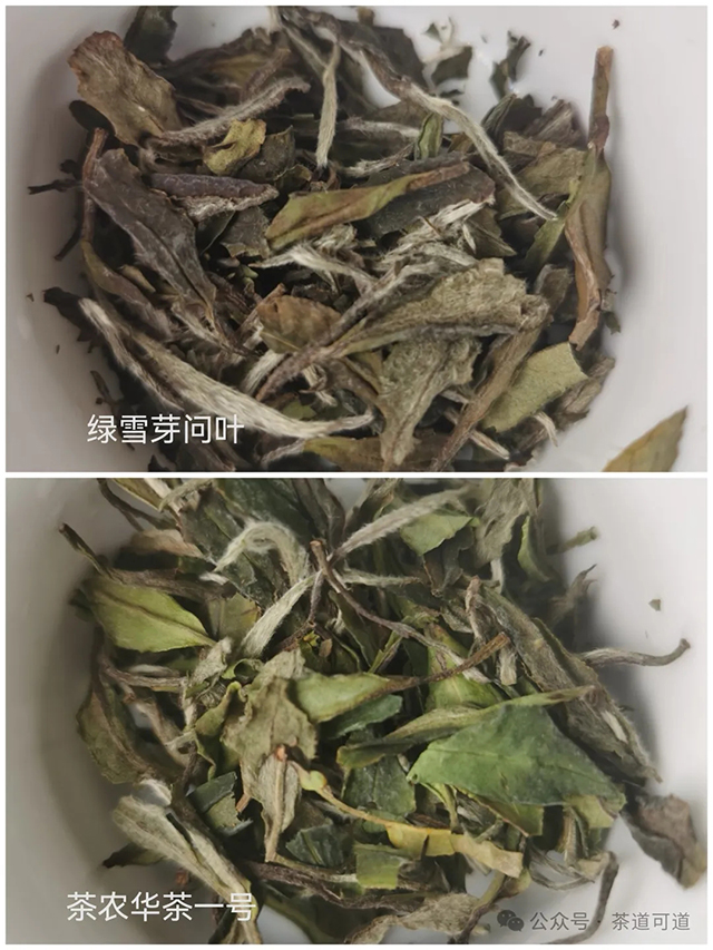 绿雪芽问叶白牡丹茶农华茶一号白牡丹