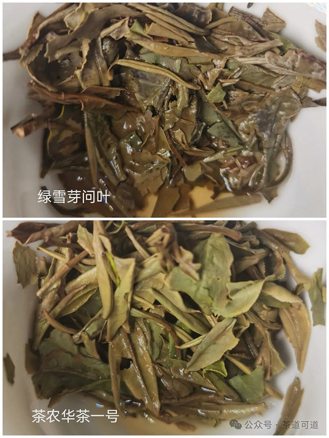 绿雪芽问叶白牡丹茶农华茶一号白牡丹