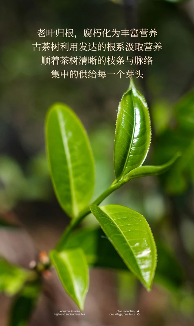 芒嘎拉2024年曼糯藤条茶普洱茶品质特点