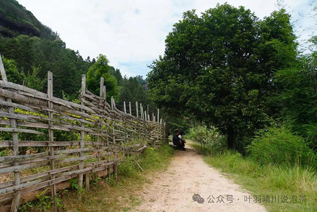 叶羽晴川说泡茶