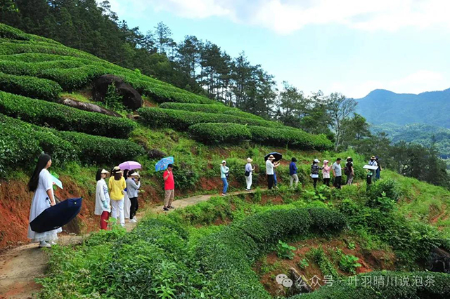 叶羽晴川说泡茶