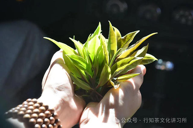 马哲峰普洱寻茶记茶书推荐