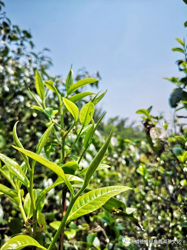 天威德成普洱茶