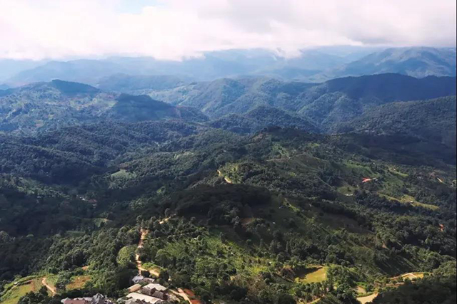 中茶景迈大树普洱茶