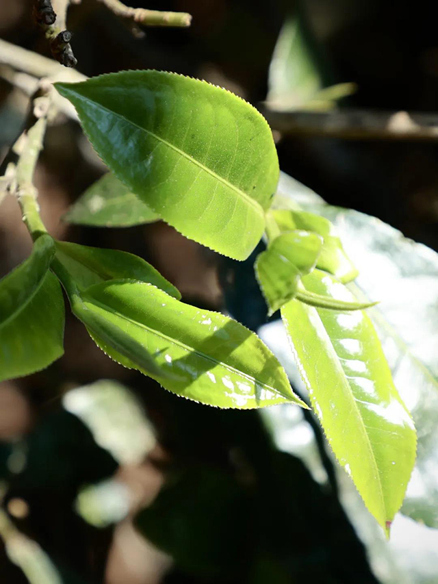 海湾茶业