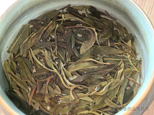 吾茶共饮2024年百茶园普洱茶品质特点