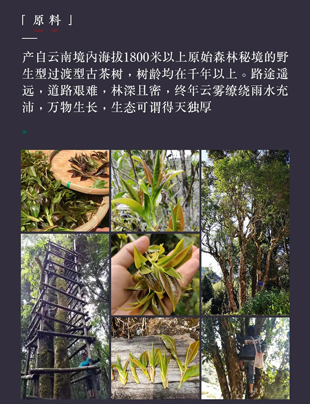 天弘茶业紫禅香境普洱茶品质特点