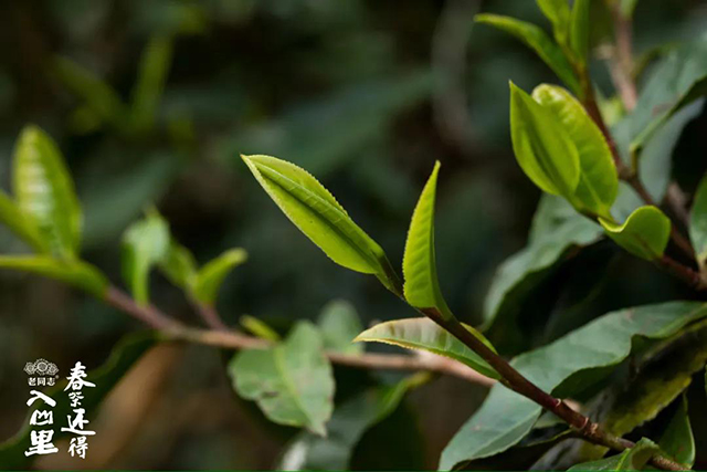 海湾茶业