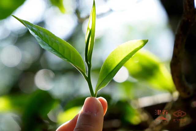 津乔普洱敬山15载普洱茶