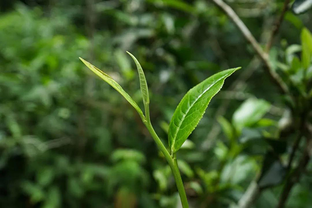 八角亭薄荷塘普洱茶品质特点