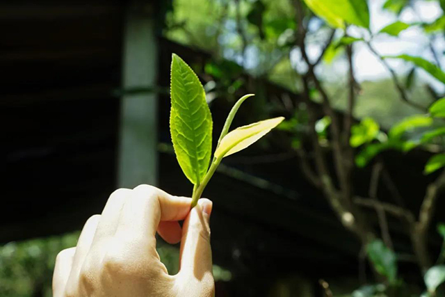 八角亭薄荷塘普洱茶品质特点