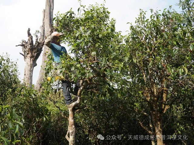 天威德成经典普洱茶文化