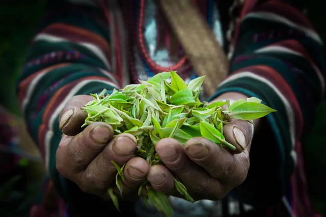 大益茶