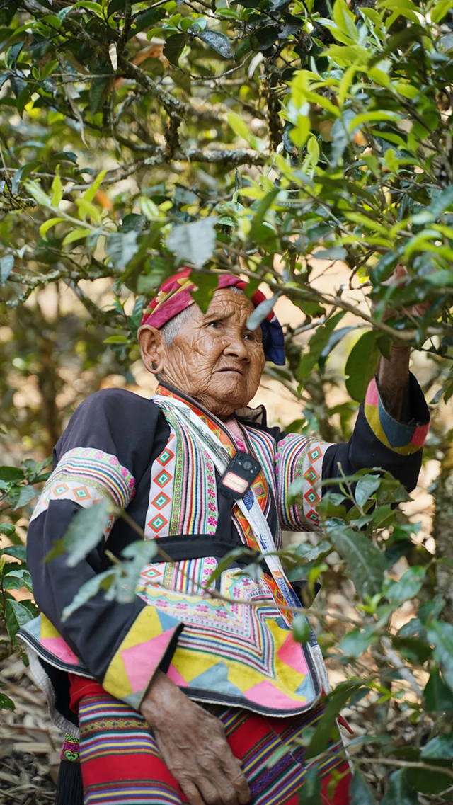 六大茶山