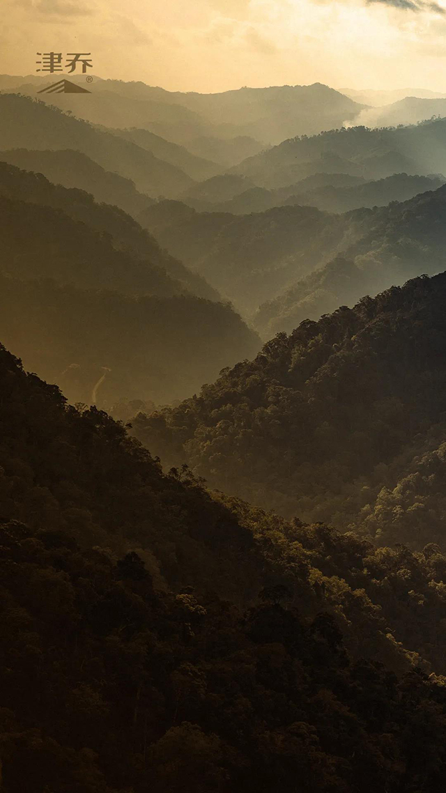 津乔名山普洱茶