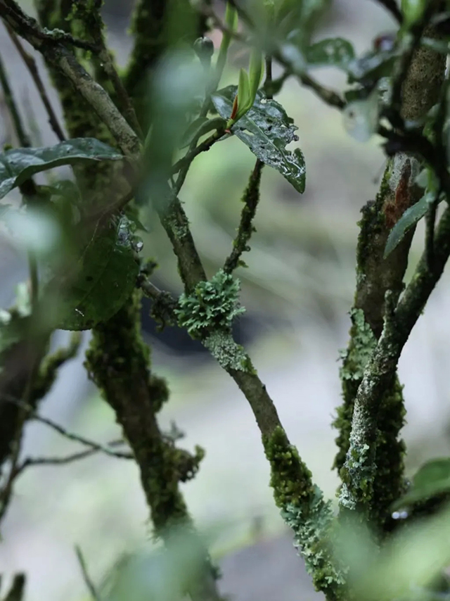 荒野茶