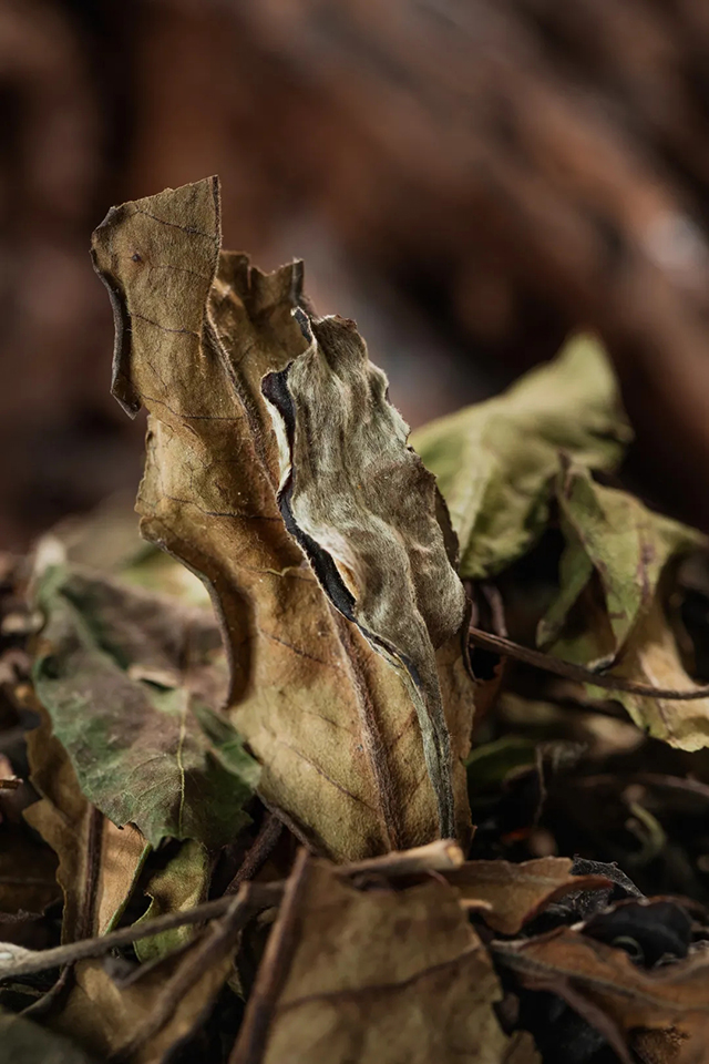 荒野茶