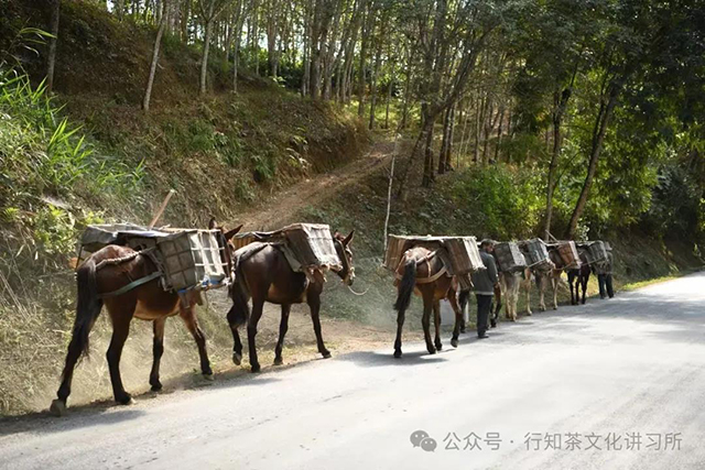 茶马古道易武山