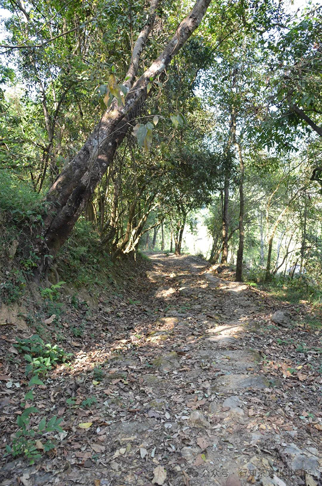 茶马古道易武山